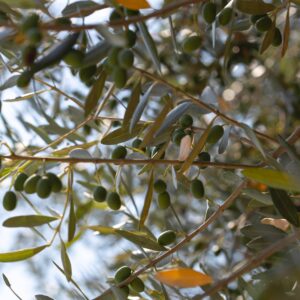 Eine Nahaufnahme eines Olivenbaumzweiges mit frischen Oliven daran.