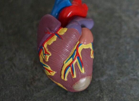 Plastic anatomical model of a human heart placed on a dark textured surface
