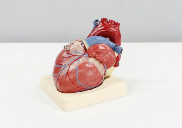Anatomical human heart model on a white background.