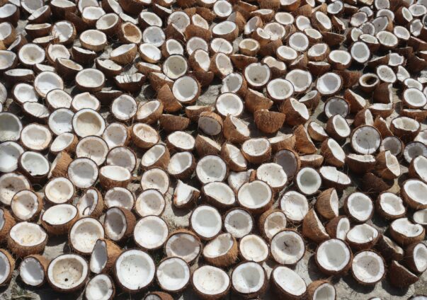 Halved coconuts drying under the sun in a large open area