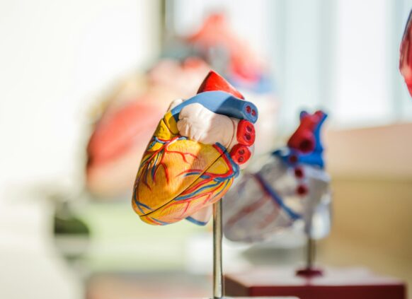 Detailed anatomical heart model on display in a medical setting.