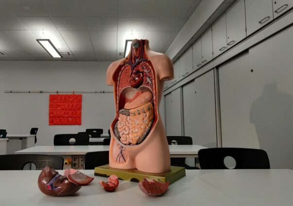 Anatomical human torso model displaying internal organs in a classroom setting