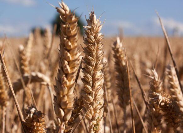 grain