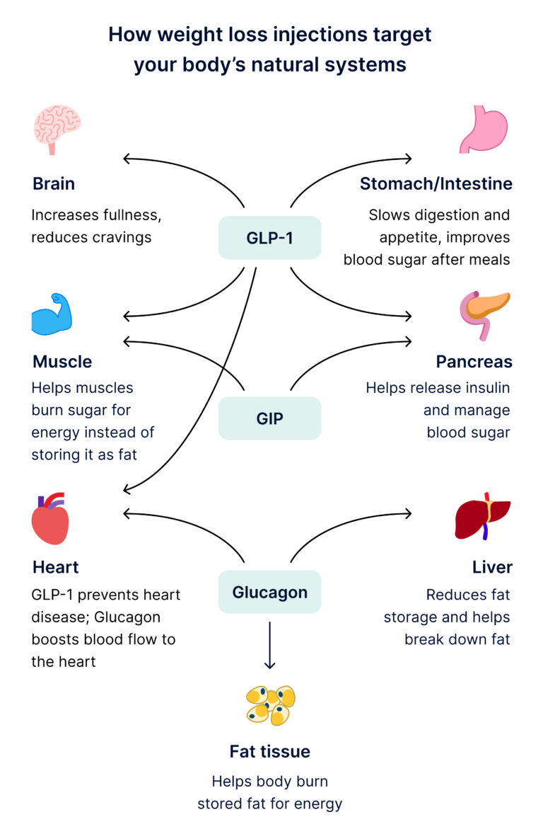 Infographic showing how GLP 1, GIP and Glucagon help you lose weight