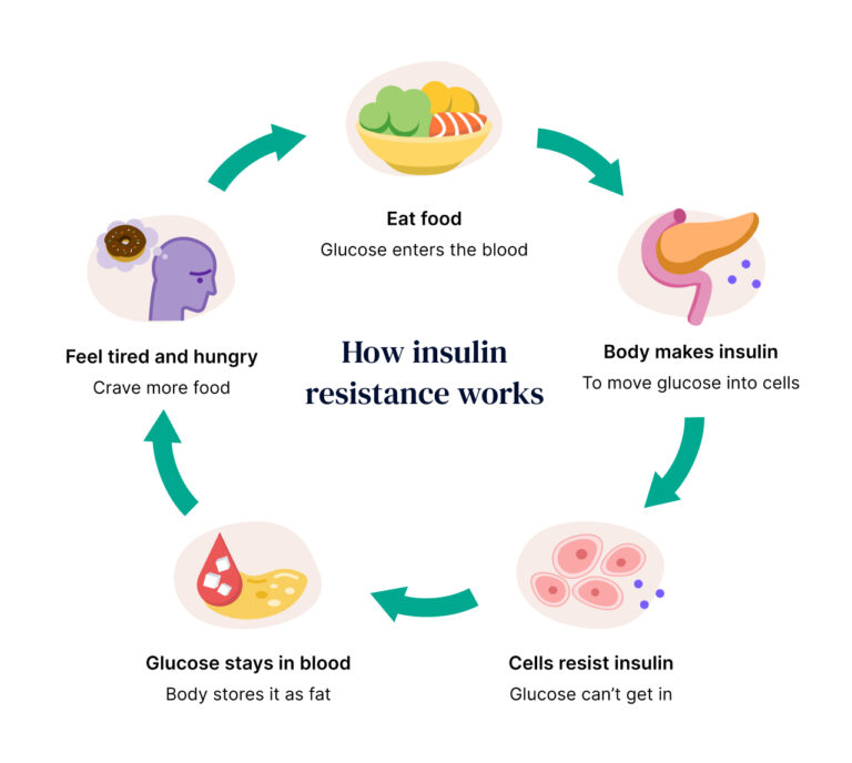 How insulin resistance impacts prediabetes